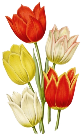 郁金香花束 – 红黄郁金香花束插图PNG免抠图预览图