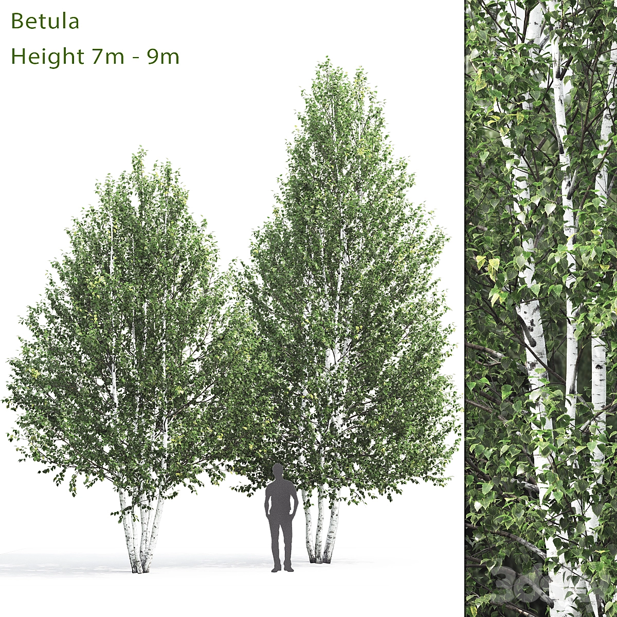 桦树(betula 7-9m)3D模型预览图 桦树(betula 7-9m)3D模型预览图