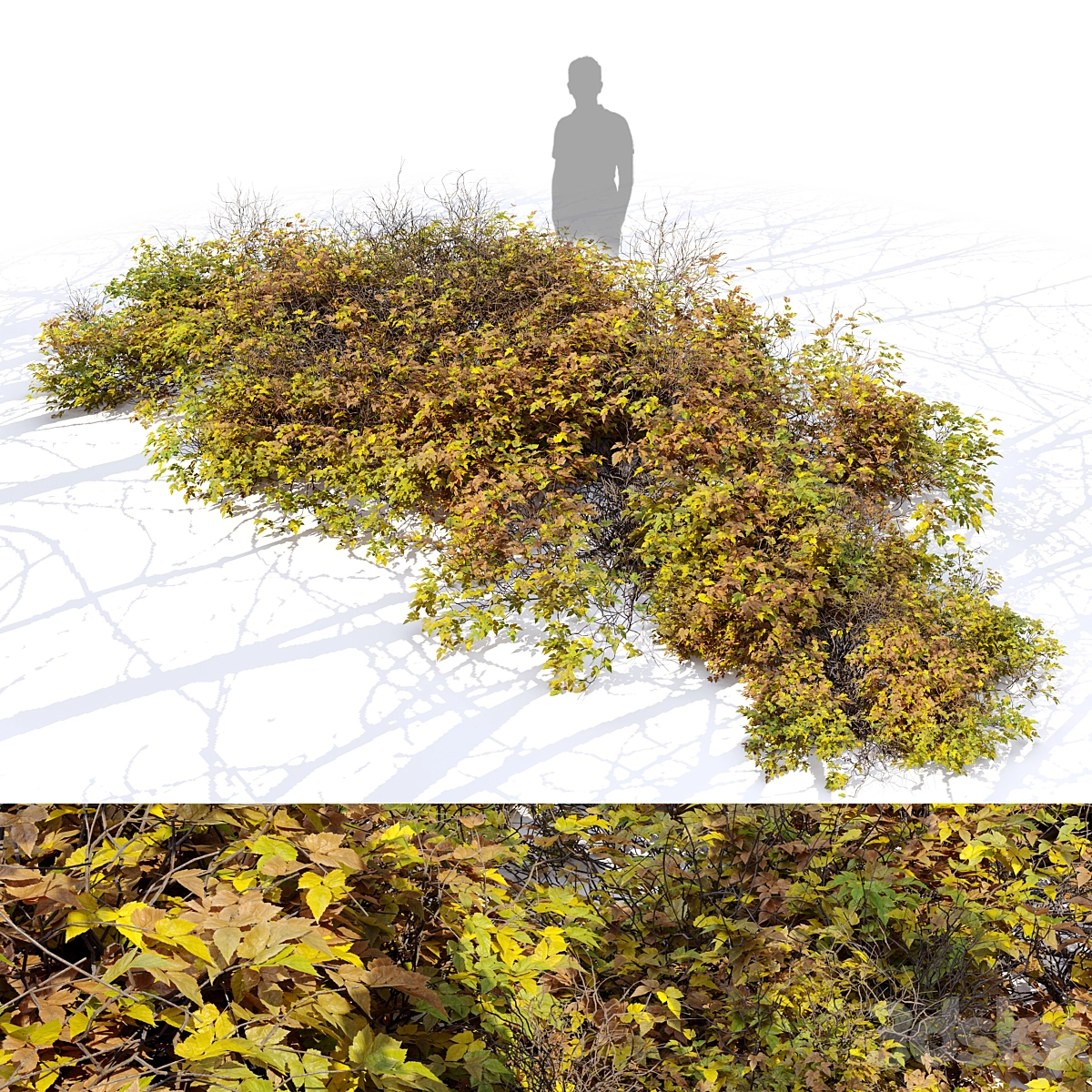 灌木024 3D模型预览图 灌木024 3D模型预览图