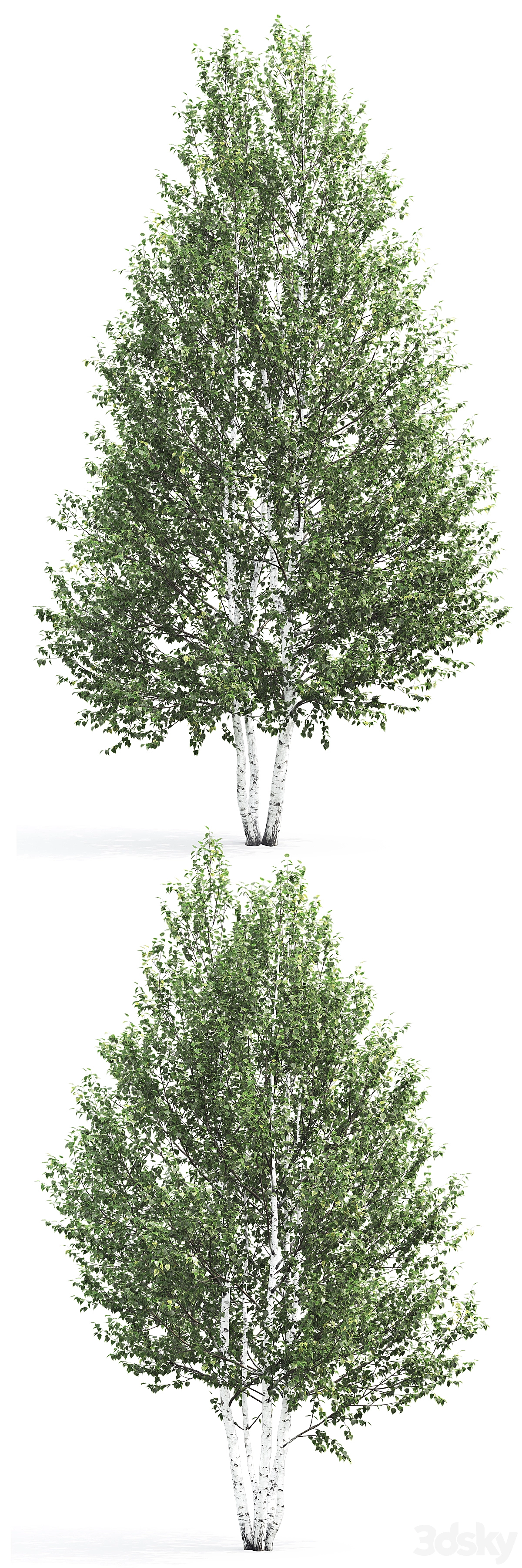 桦树(betula 7-9m)3D模型预览图1 桦树(betula 7-9m)3D模型预览图1