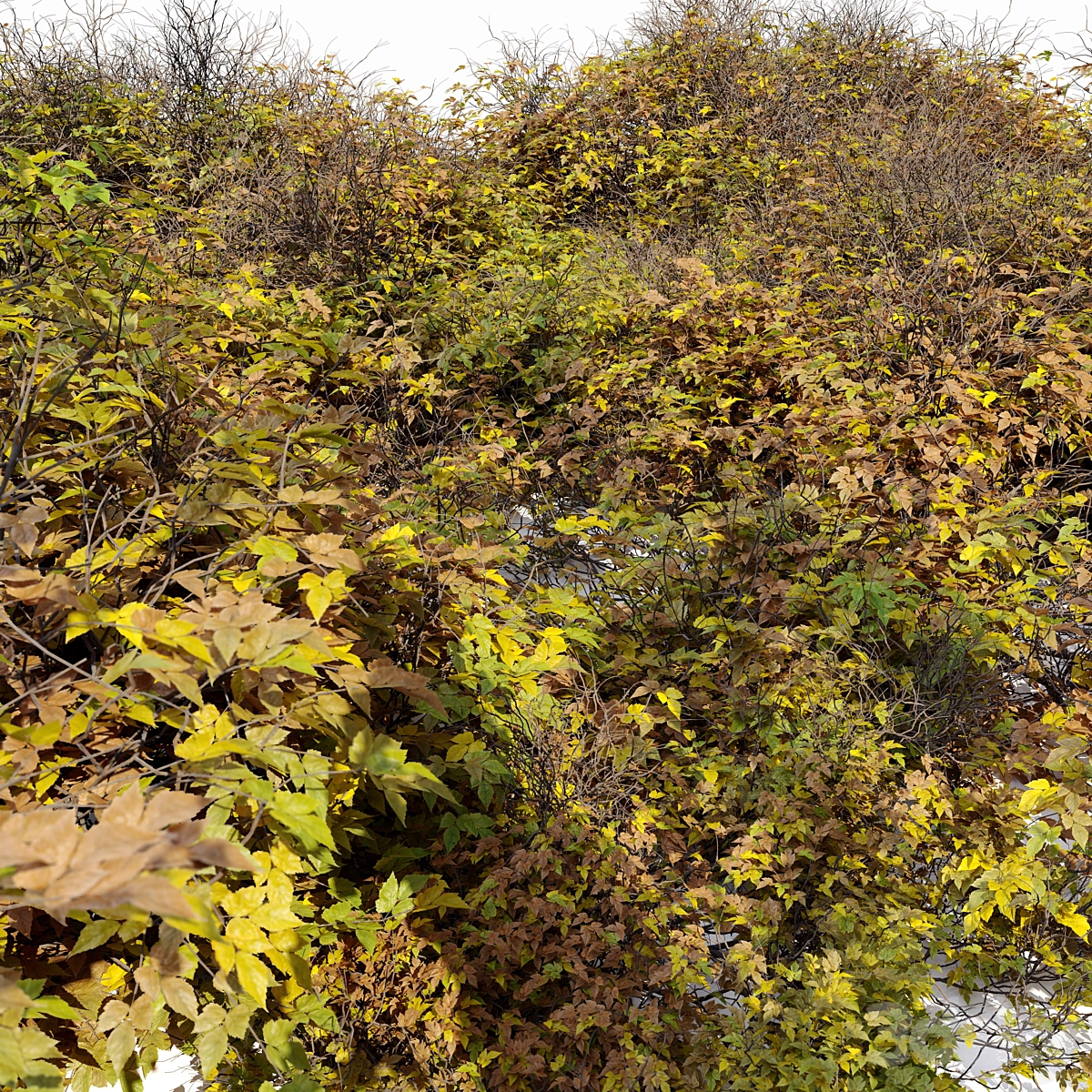 灌木024 3D模型预览图3 灌木024 3D模型预览图3